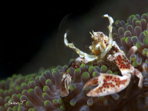 Gesticulating porcelain Crab.. (Neopetrolisthes maculatus) by Sven Tramaux 